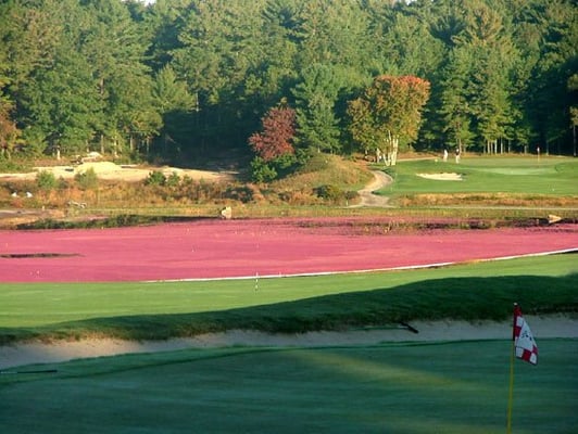 During cranberry harvest is the most beautiful time to visit Southers Marsh.