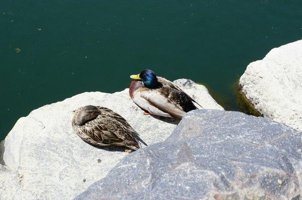 Sleepy ducks