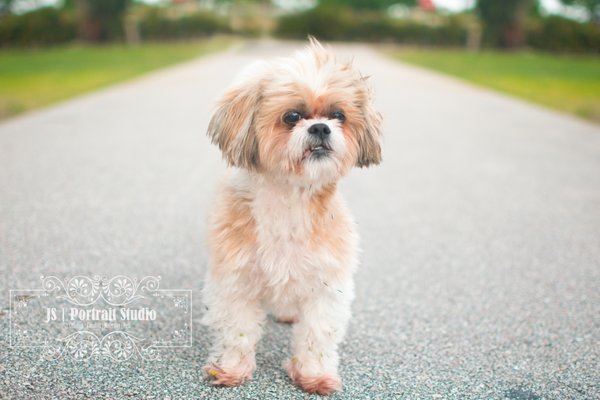 JS Portrait Studio | Delray Beach Pet Photographer