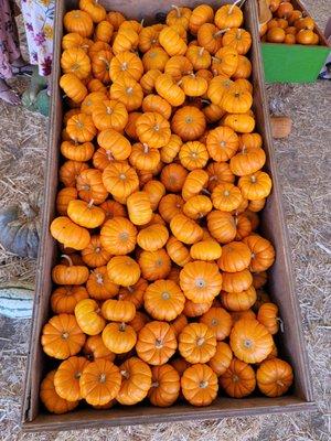 Pumpkins for sale