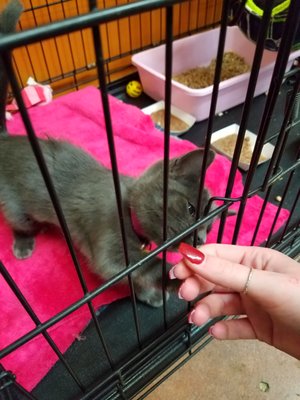 This cutie (Storm) also chose my daughter. Of course she left with two kittens for $200.