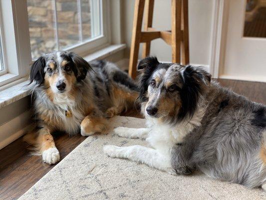 Office greeters, Vinny & Layla