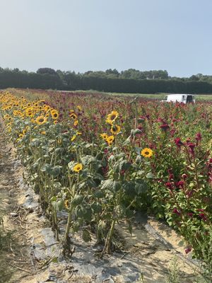 Tendercrop Farm