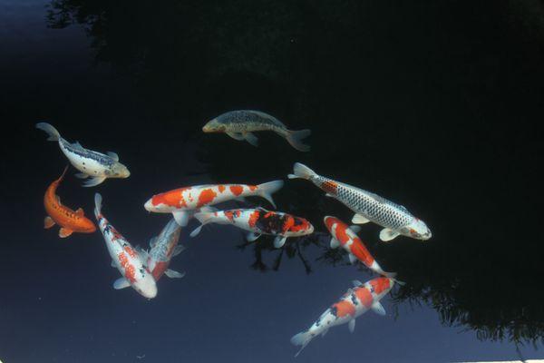 Enjoying your Koi starts with quality equipment designed to provide clarity and ease of use.