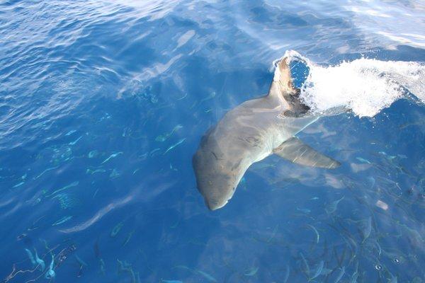 White Shark doing a power turn