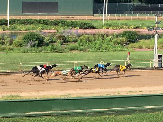 Iowa Greyhound Park