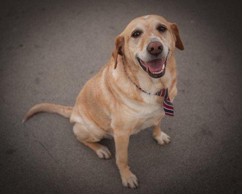 Stella, Good Girl and Office Dog