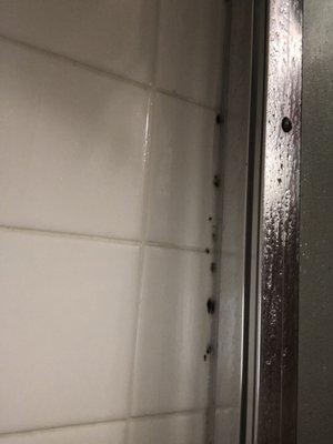 Nasty mold in the shower.