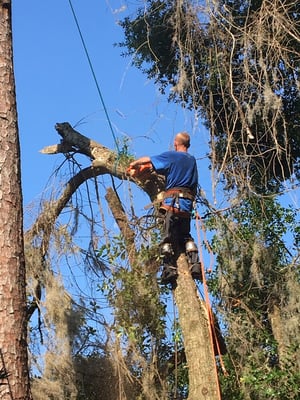 Taking down damaged tree