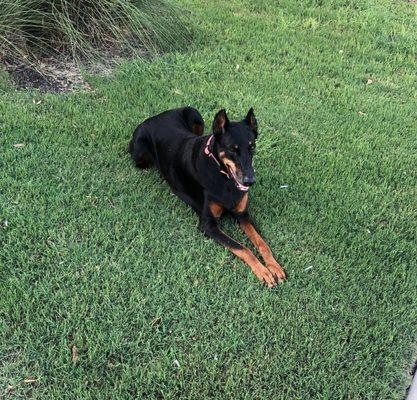 Steela, Chief Canine Officer.