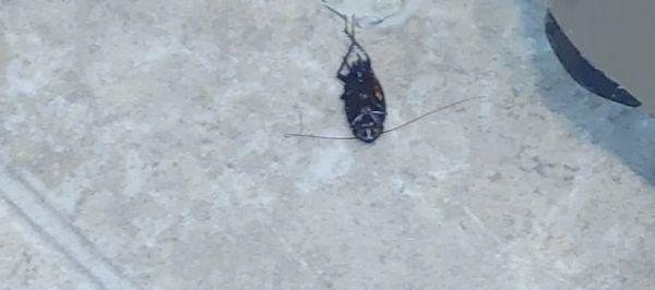 Dead bug in kitchen on different day.