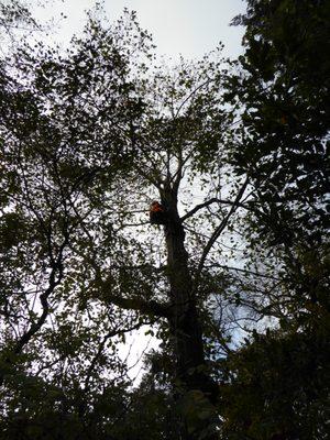 Aerial inspection of old red alder tree