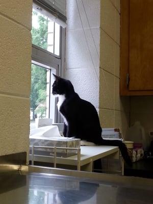 Lily chilling in the exam room