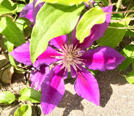 Clematis slowly winding its way up the arbor at the Rose Garden Entrance.