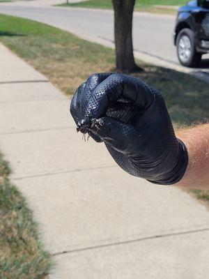 Kevin showing us what a worker bald faced hornet looked like and it's size.