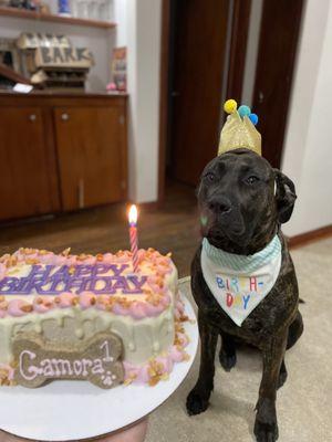 6" dog bone cake