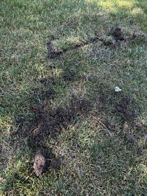 Lawn damage