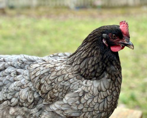 This is Belle, a Sapphire Gem breed hen. She lays cream colored eggs.