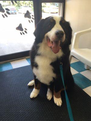 My Bernese Mountain Dog after his grooming at Furry Tails. They do fantastic work. You will not be disappointed.