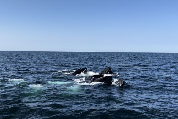 4 humpbacks breaching to feed at the same time