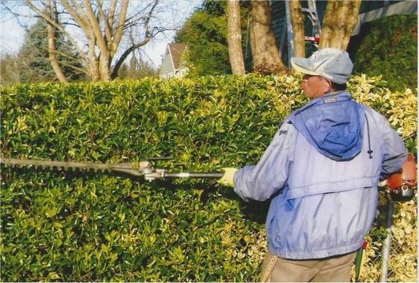 Mr. Kim performing his landscaping magic on customer 's hedge.