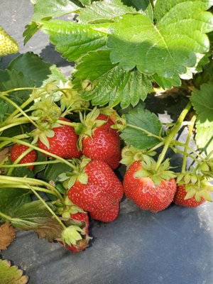 Fresh Strawberries