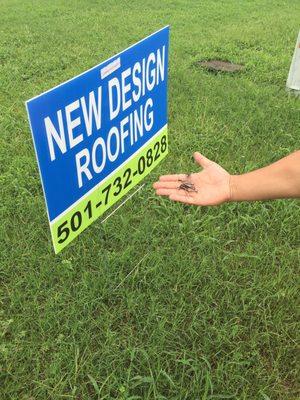 At least a dozen roofing nails left along the street in front of my sisters house, her neighbors house, and in the driveways.