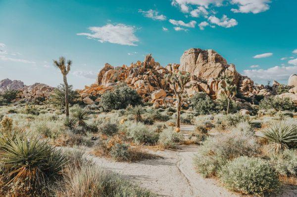 Joshua Tree, CA