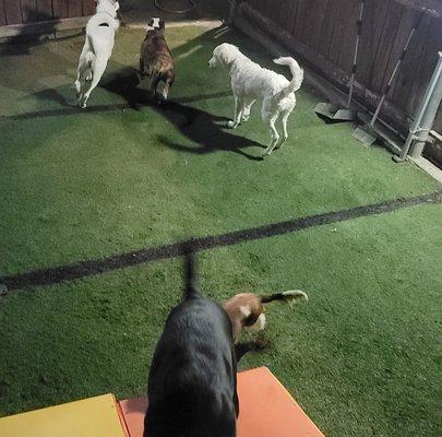 Nightly slumber potty play time in our outdoor yard