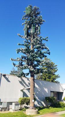 CA native Cell Phone Tree ¯\_(ツ)_/¯