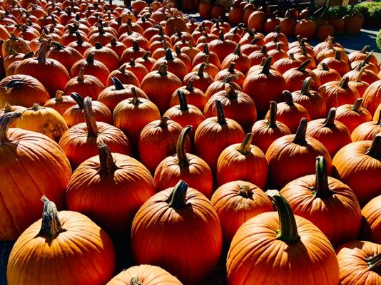 Pumpkin Patches Full of Fresh Pumpkins