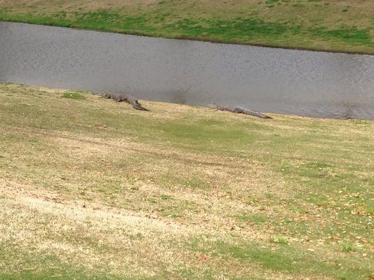 Couple of gators gettin some sun on #9