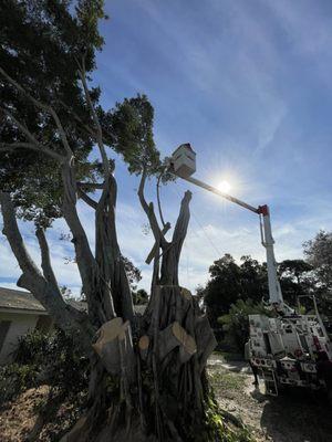 Roping down large limbs is one of our specialties!
December 15