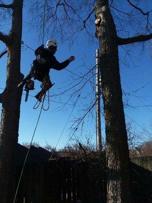 Swinging from tree to tree