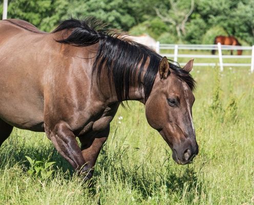 Jocks Horse and Dog boarding Farm