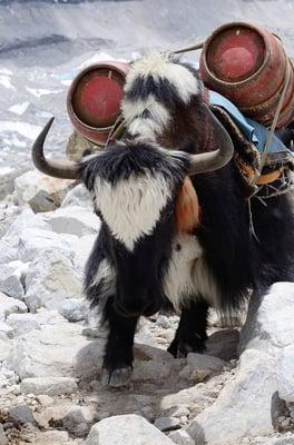 A Yak carrying loads of propane tank towards Everest Base Camp!