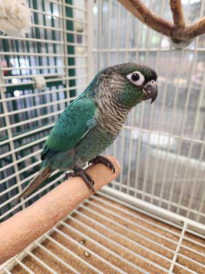 Blue Green Cheek Conure