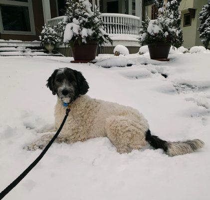 Max cooling off in the snow after a long walk