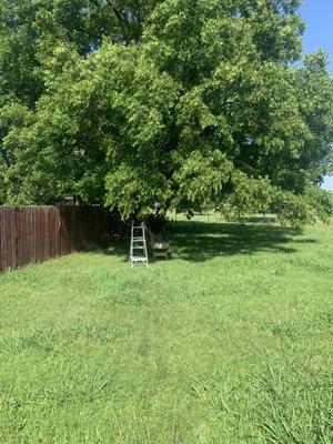 Trimming trees