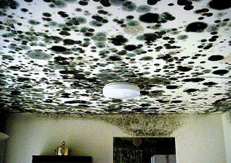 Extensive fungal growth on ceiling & walls