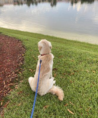 Lakes Pet Walking and Boarding