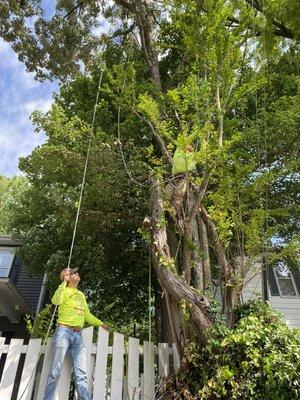 Tree Removal & Pruning by OSHA Certified Arborist.