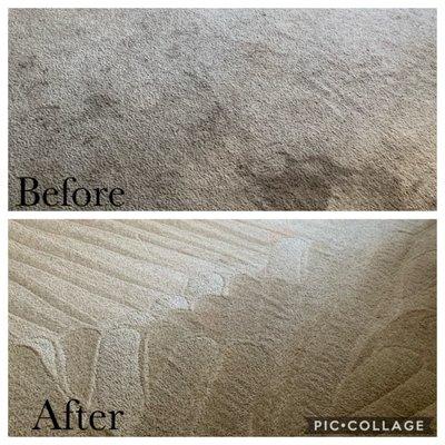 Same Day Carpet Cleaning Service