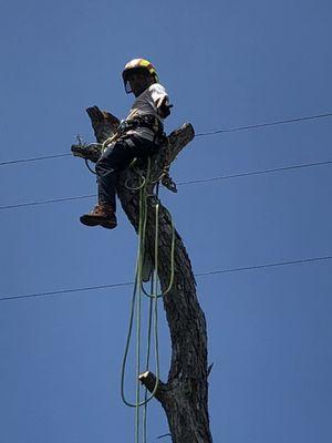 Professional arborists