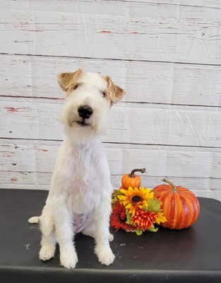 Dog Grooming job with Halloween Shoot