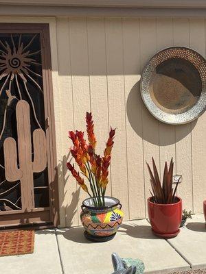 Beautiful Ocotillo flowers