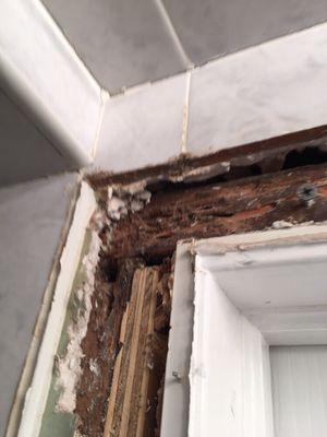 Removed molding around bathroom door and found extensive termite damage