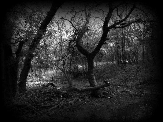 Photo of our haunted woods