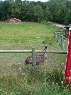 Hope Haven Farm Sanctuary