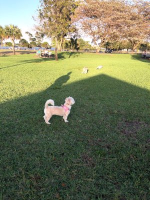 Lake Woof Dog Park